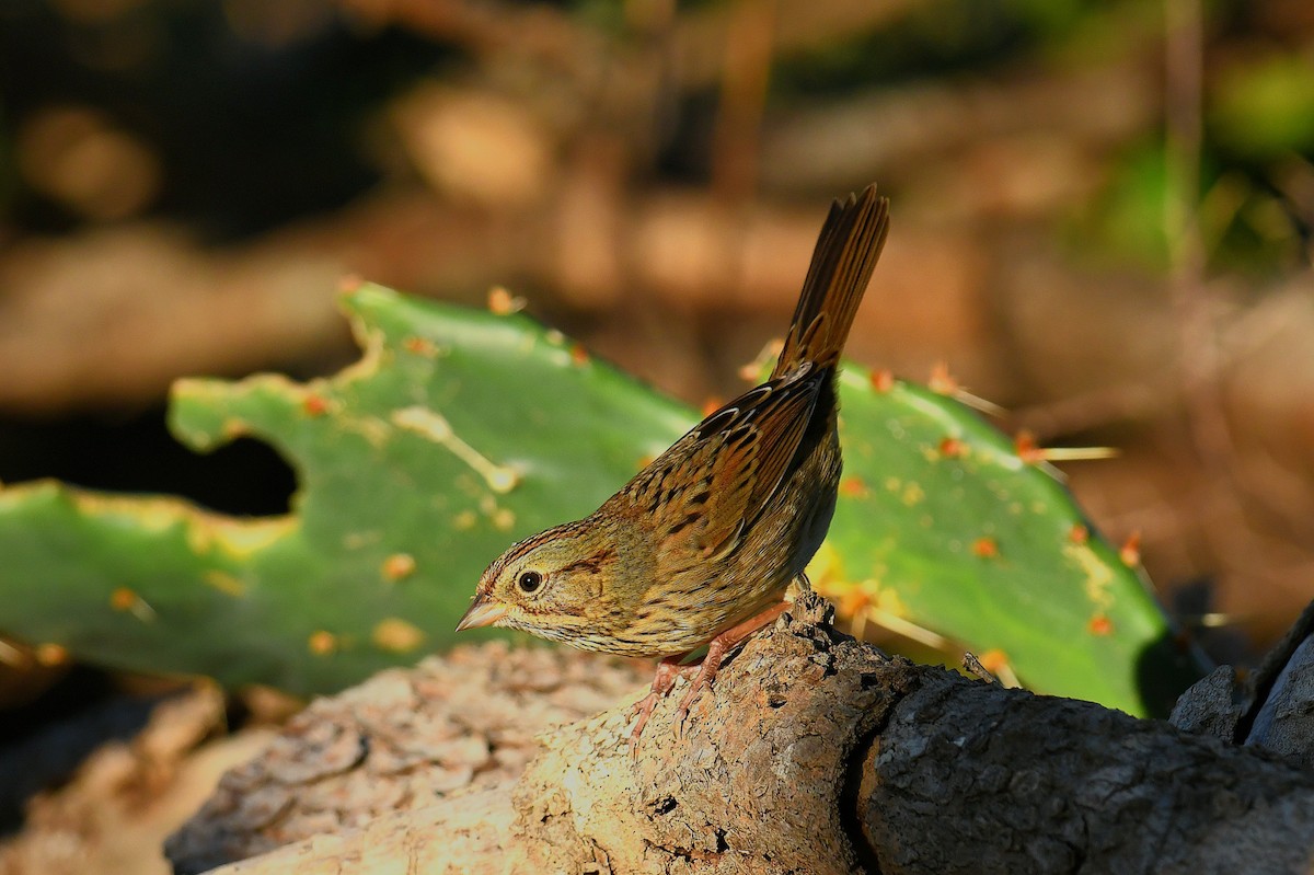 strnadec pruhohlavý - ML644738221