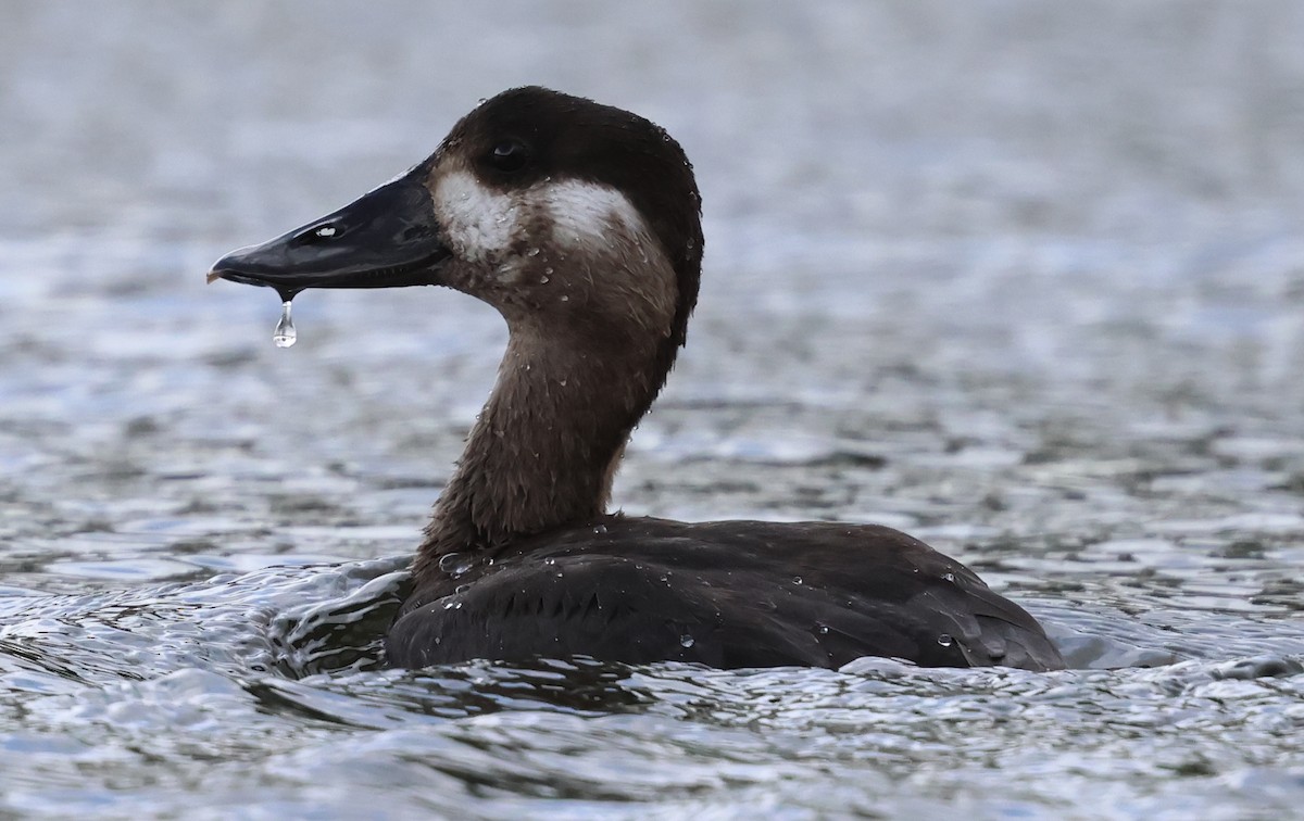 Surf Scoter - ML644738222