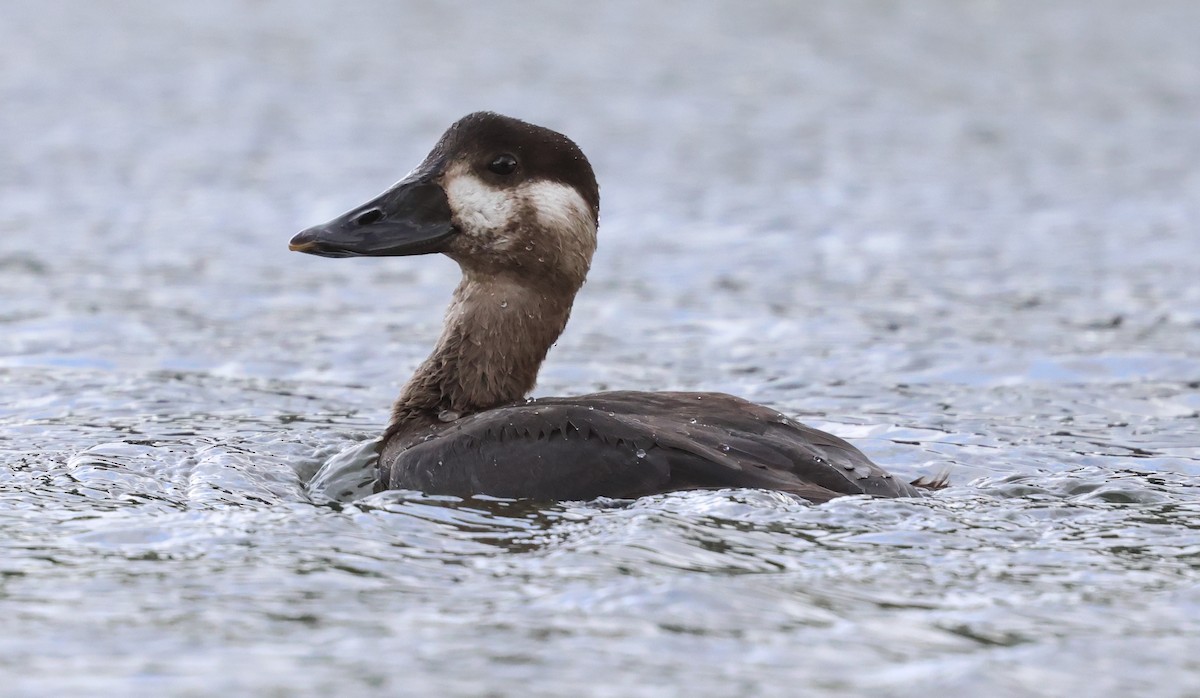 Surf Scoter - ML644738223