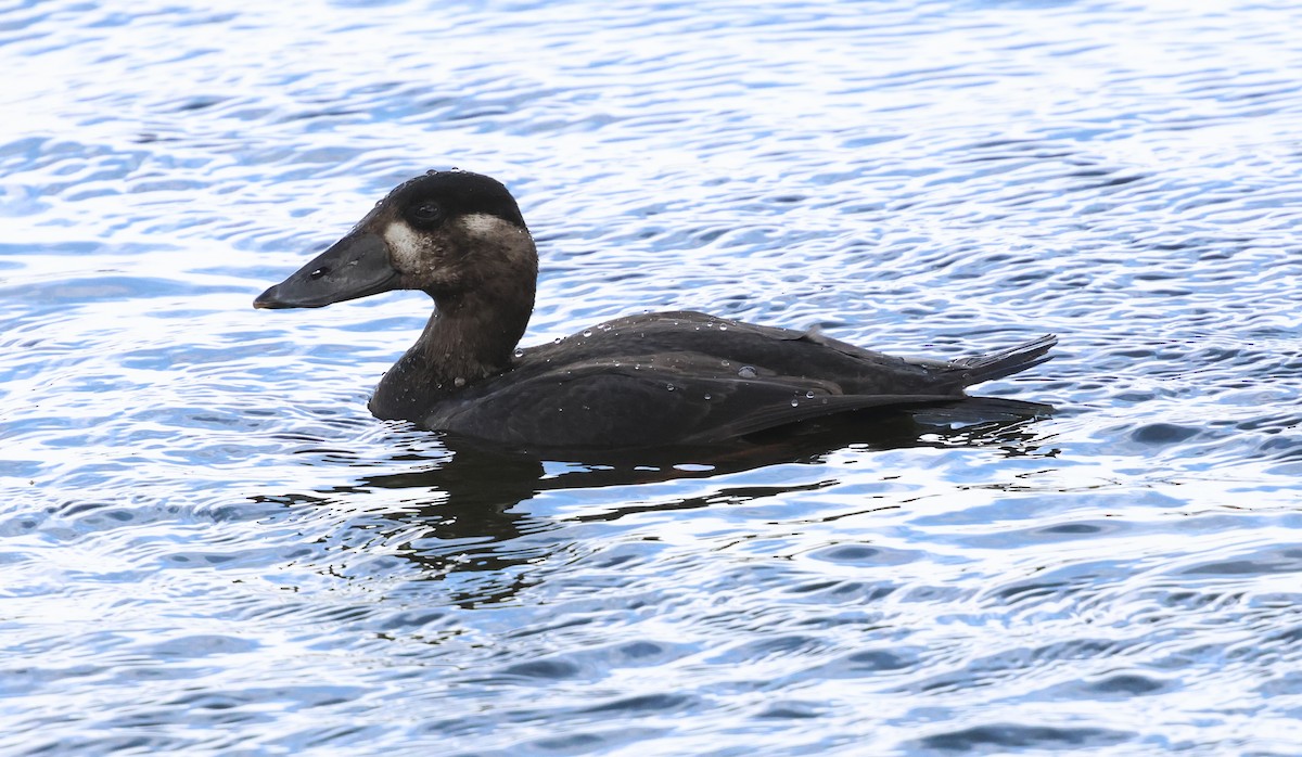 Surf Scoter - ML644738224