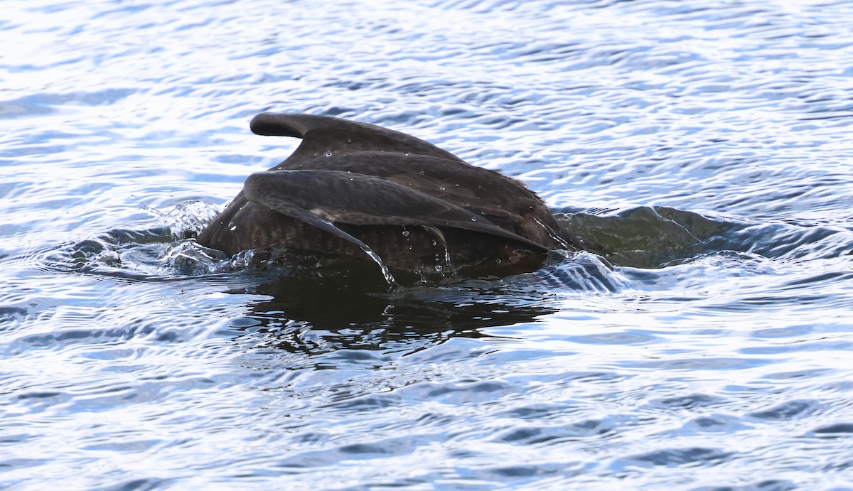 Surf Scoter - ML644738225