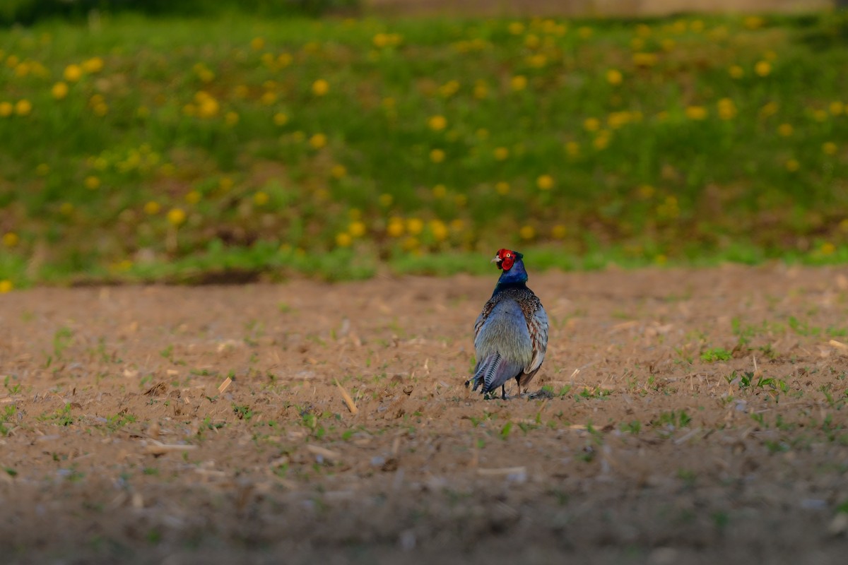 grønnfasan - ML644738230