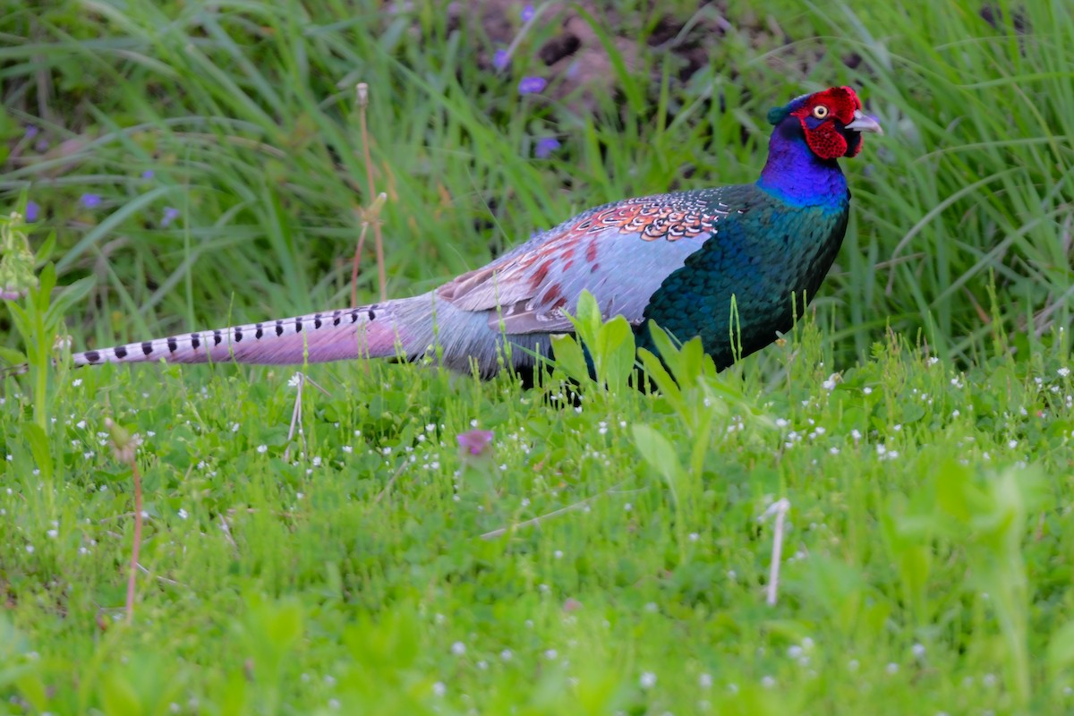 grønnfasan - ML644738232