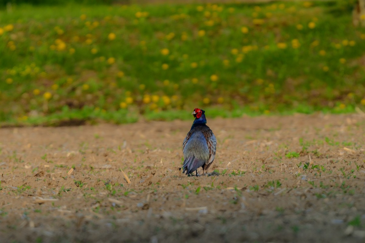 grønnfasan - ML644738233