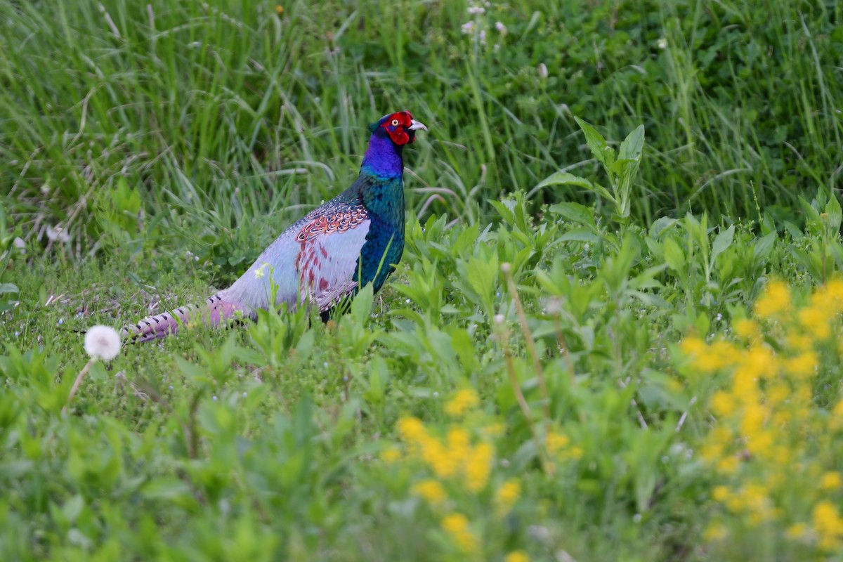 grønnfasan - ML644738234