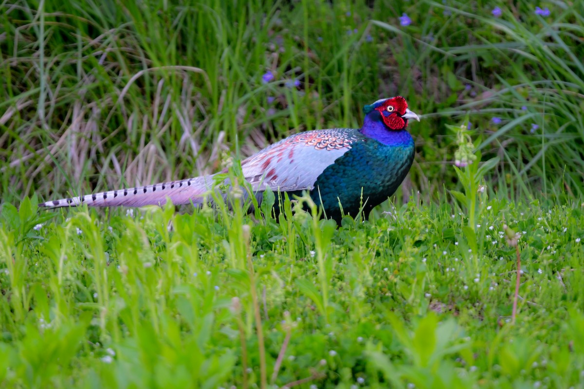 grønnfasan - ML644738235