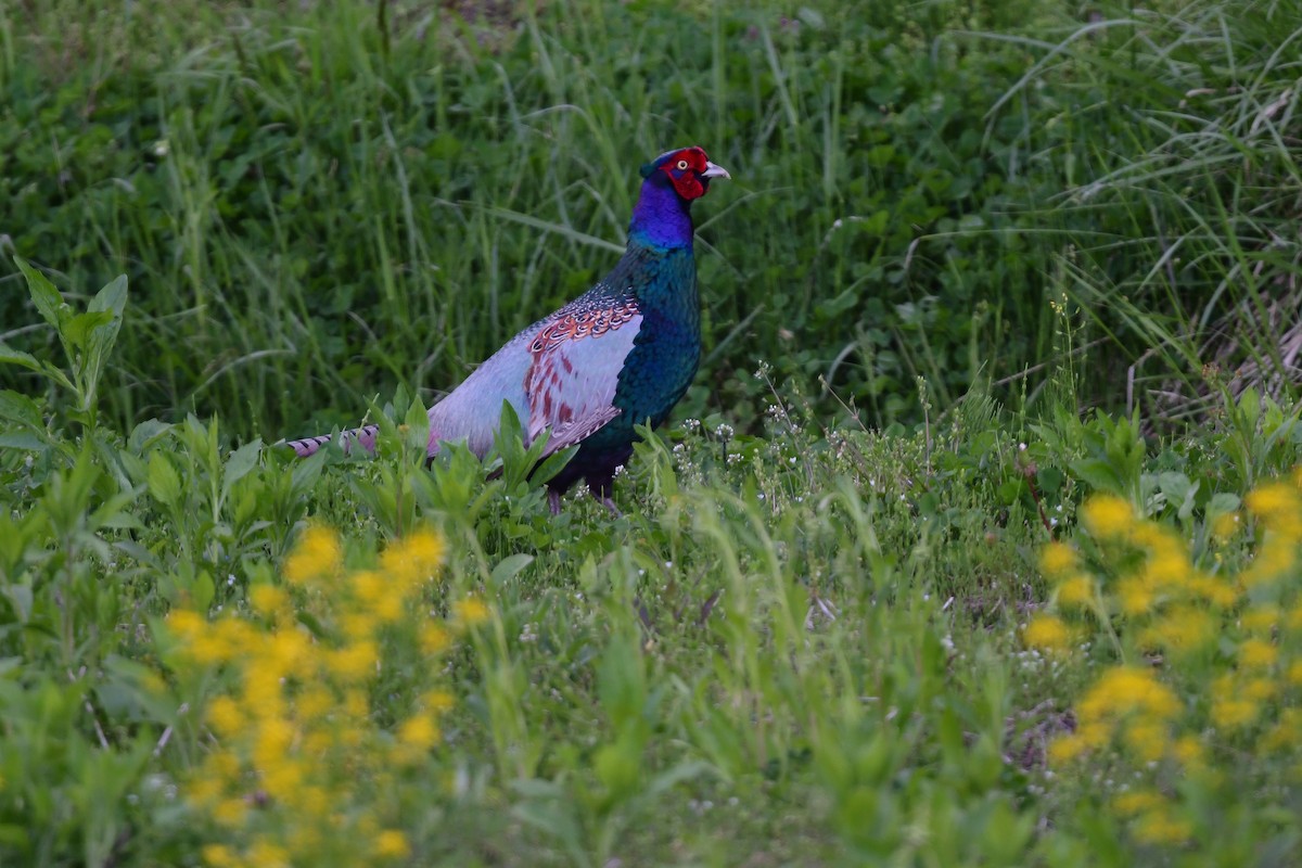 grønnfasan - ML644738236