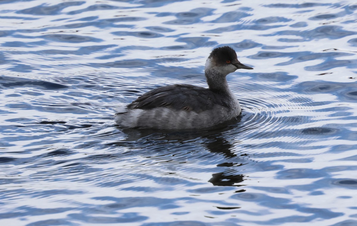 Eared Grebe - ML644738240
