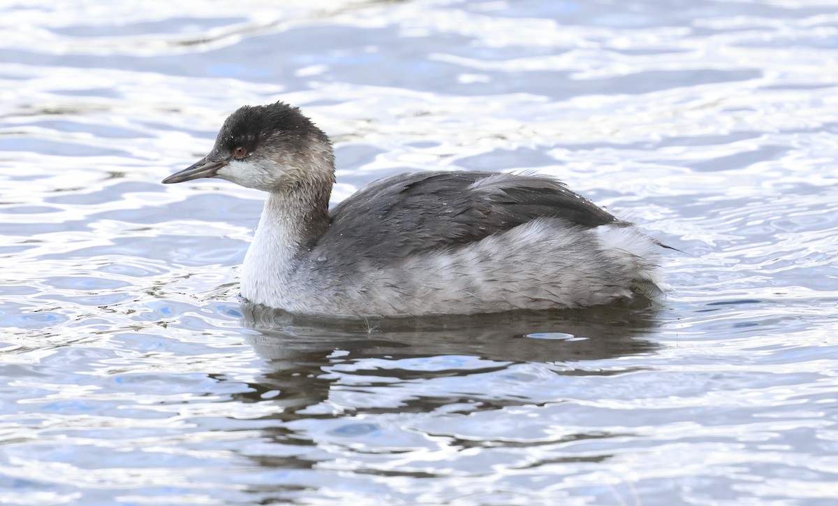 Eared Grebe - ML644738241