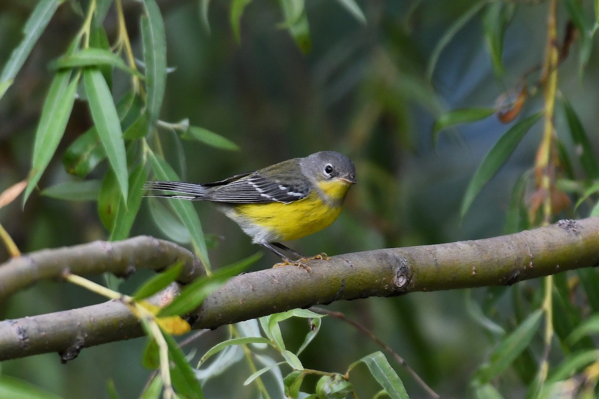 Magnolia Warbler - ML644738250