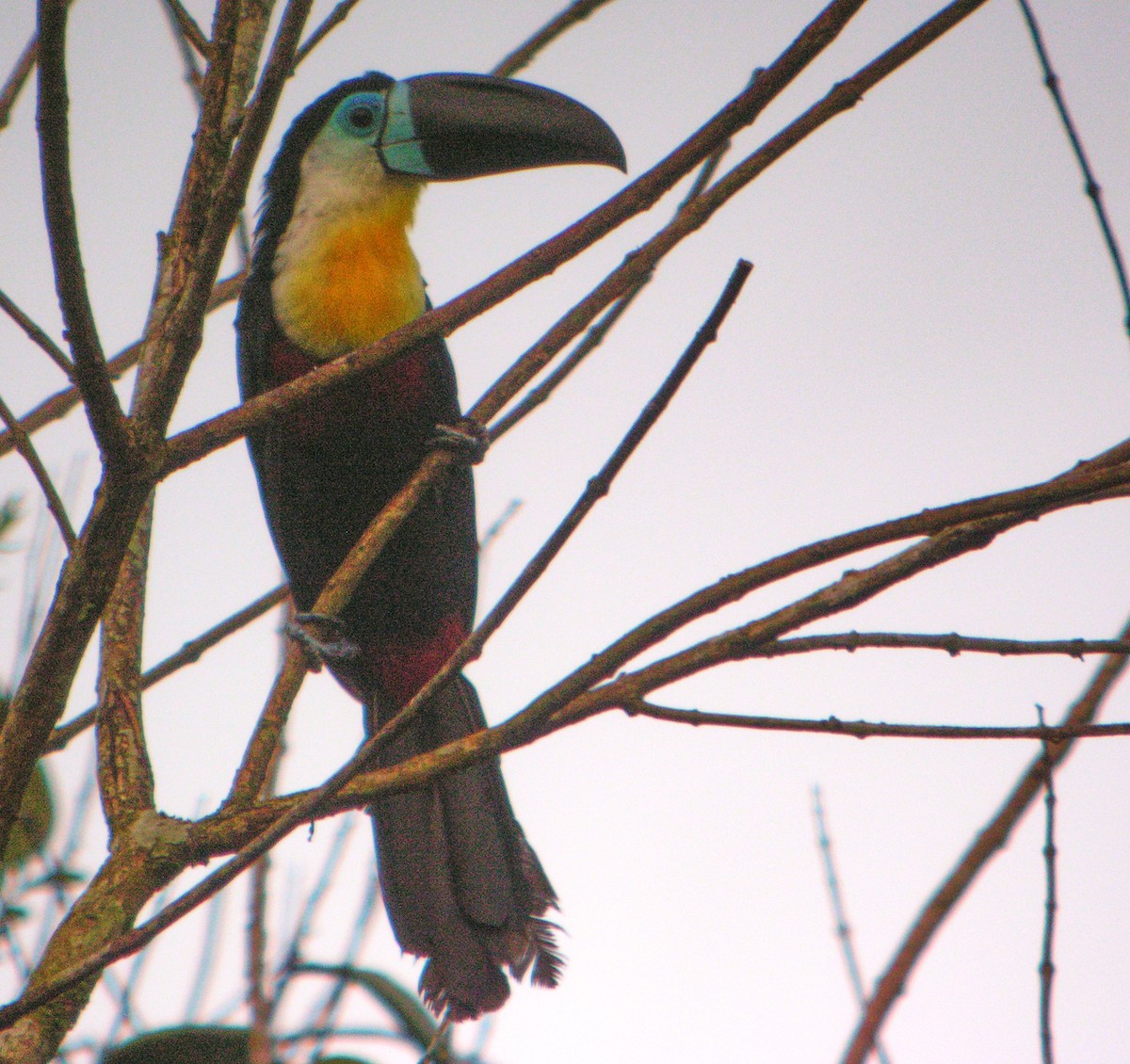 ヒムネオオハシ - ML644738251