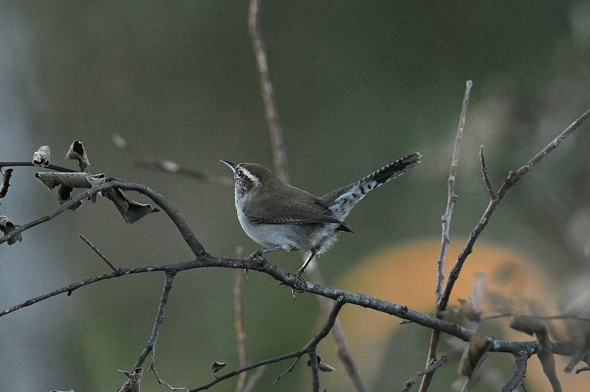 Підбуреник - ML644738262