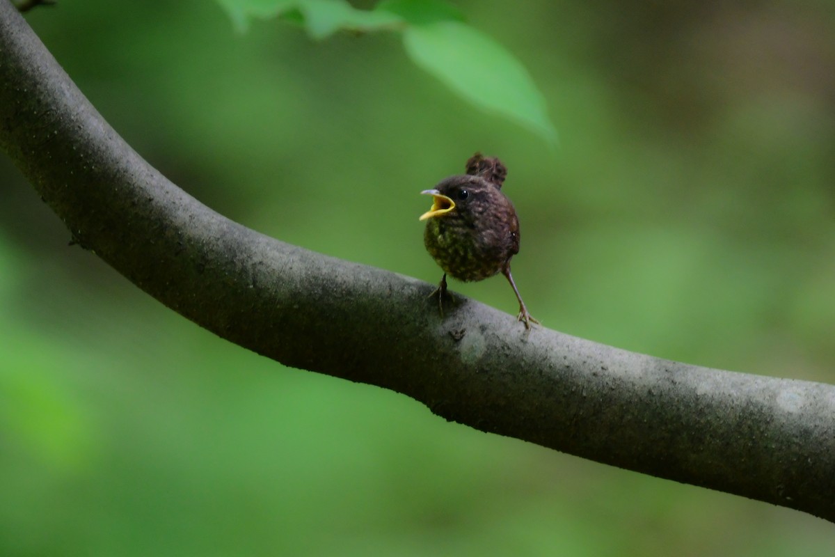 Txepetx eurasiarra - ML644738282