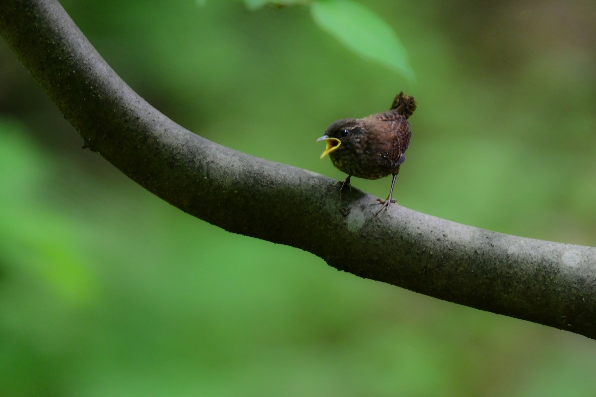 Txepetx eurasiarra - ML644738283