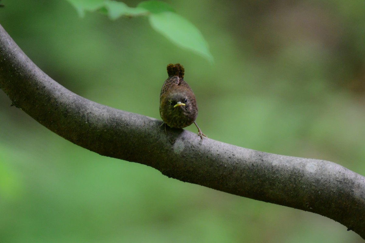 Txepetx eurasiarra - ML644738284