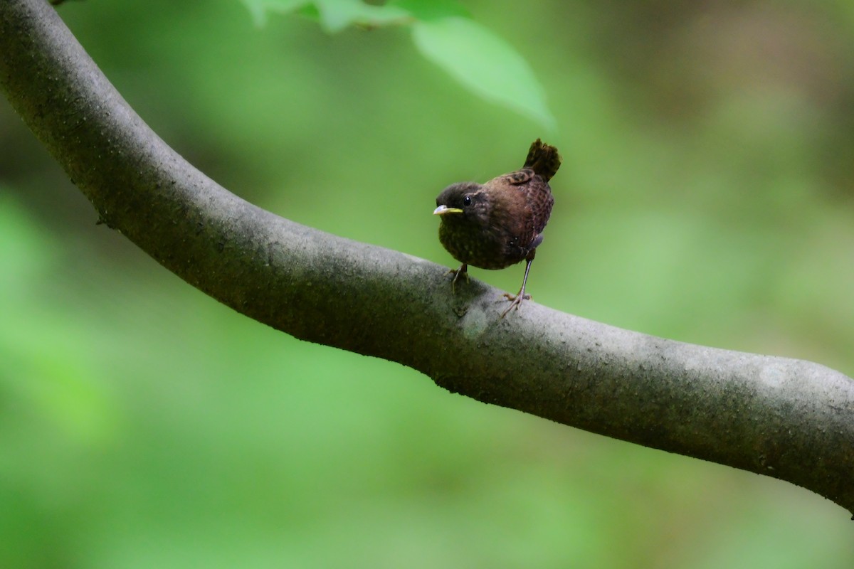 Txepetx eurasiarra - ML644738285