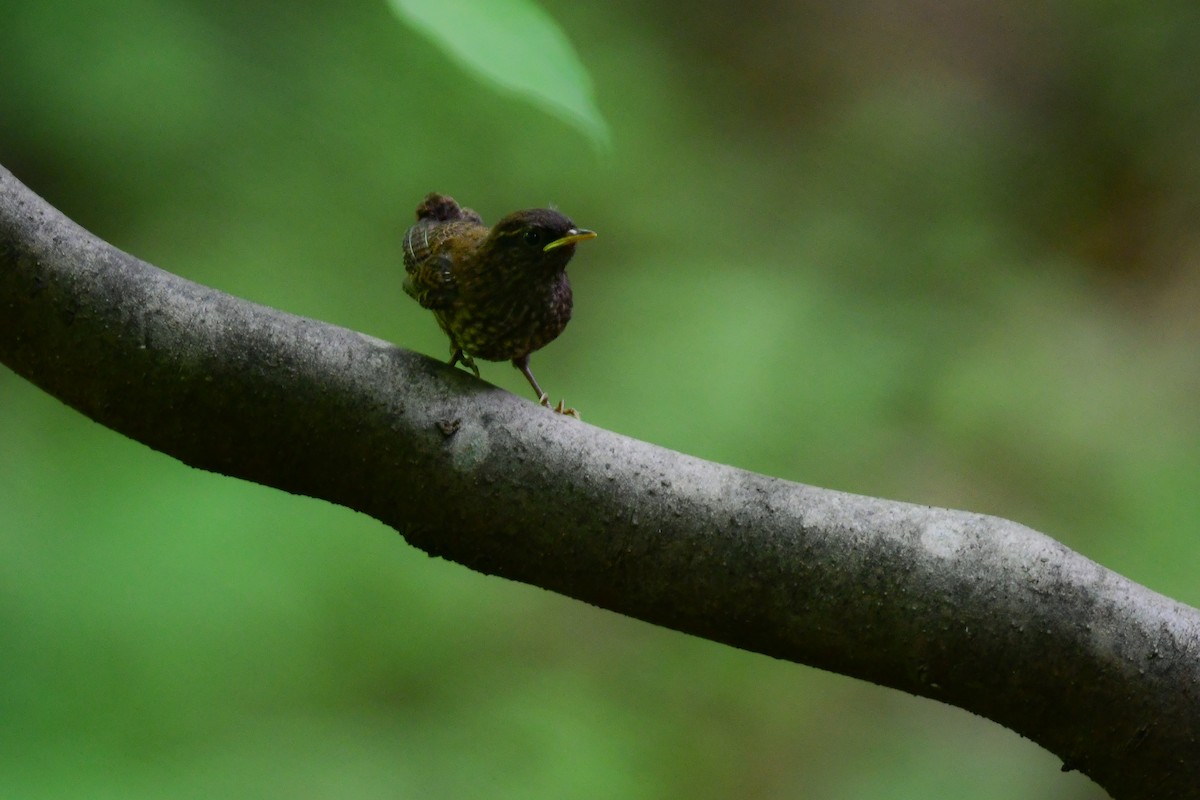 Txepetx eurasiarra - ML644738286