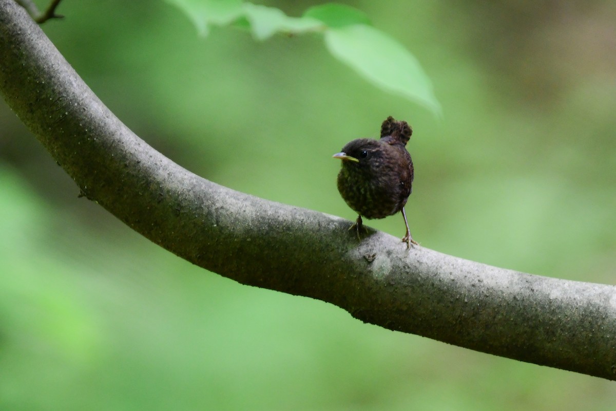 Txepetx eurasiarra - ML644738287