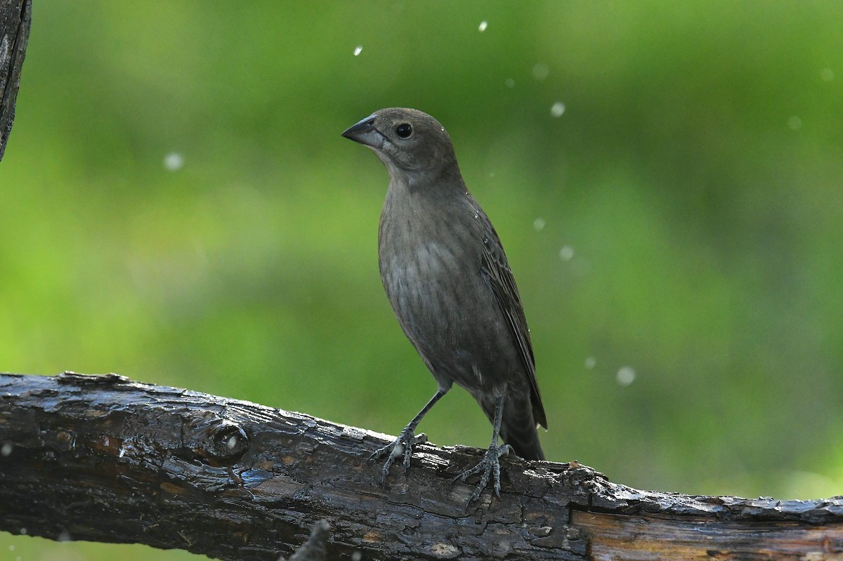 Brown-headed Cowbird - ML644738293