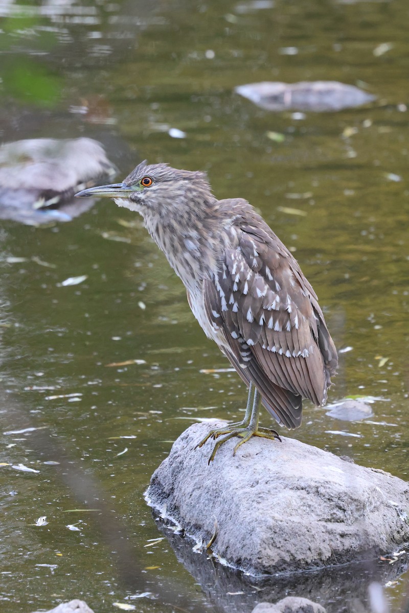 Black-crowned Night Heron - ML644738294