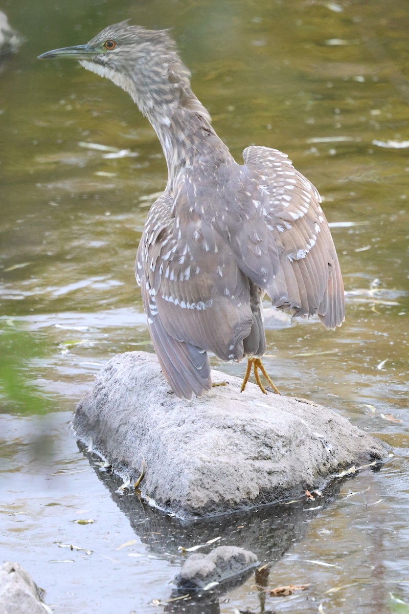 Black-crowned Night Heron - ML644738295