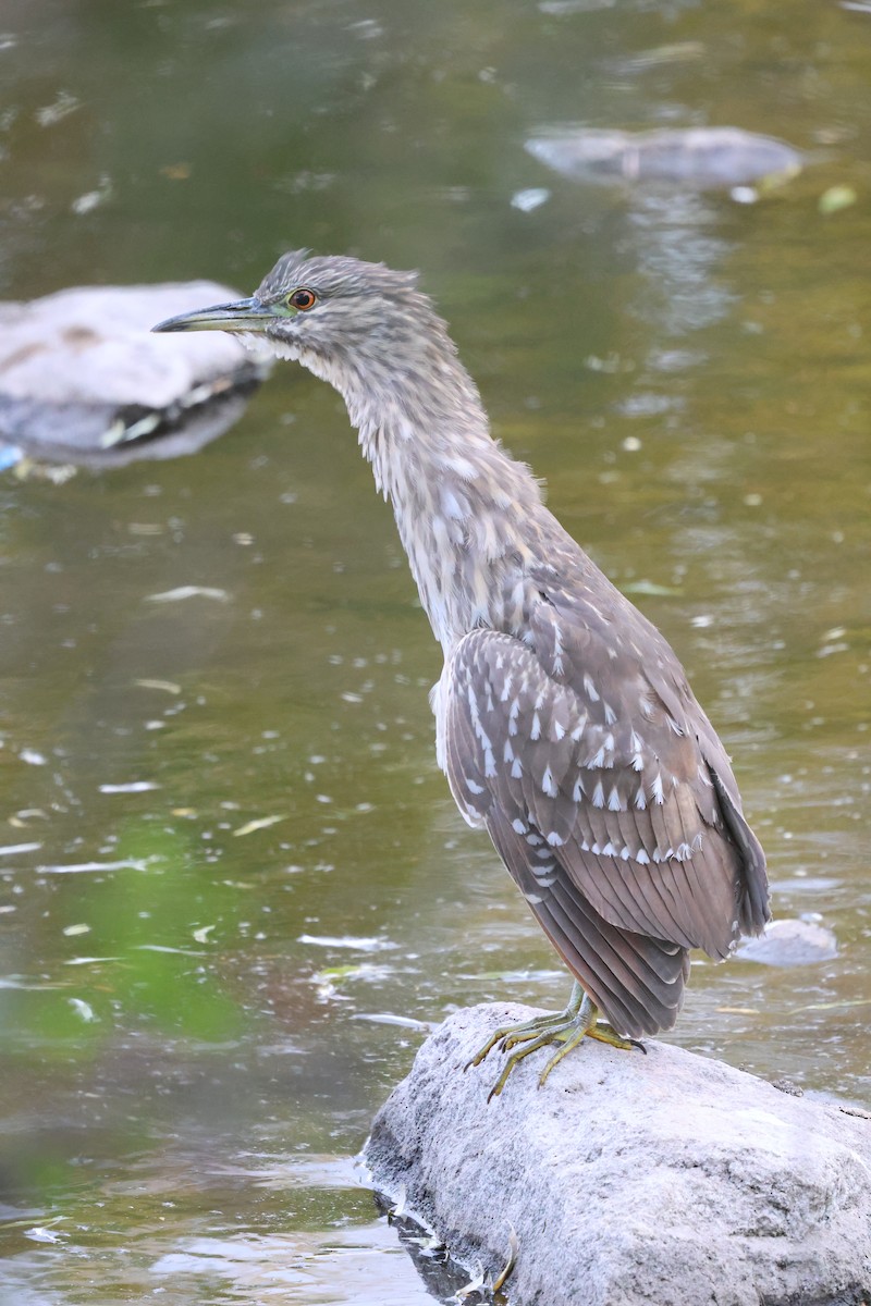 Black-crowned Night Heron - ML644738296