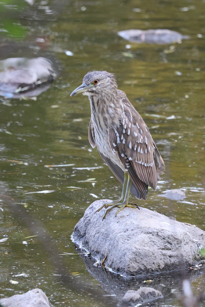 Black-crowned Night Heron - ML644738297