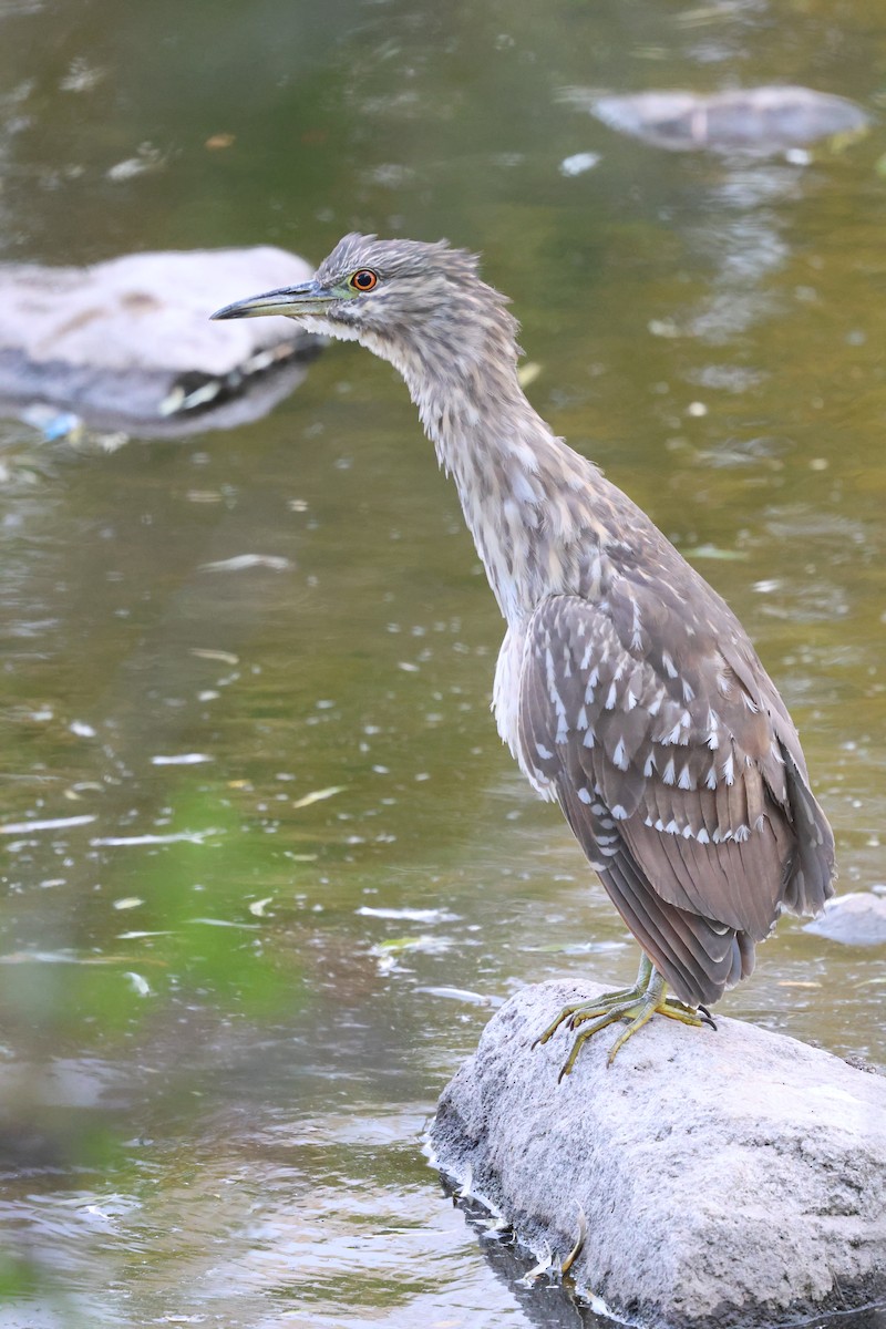 Black-crowned Night Heron - ML644738298