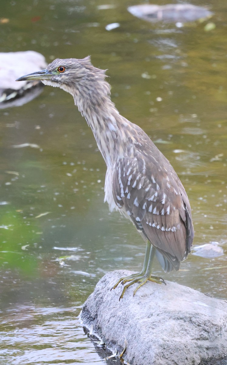 Black-crowned Night Heron - ML644738302