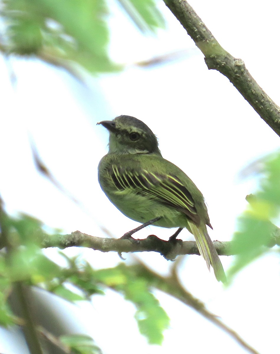 Mistletoe Tyrannulet - ML644738350