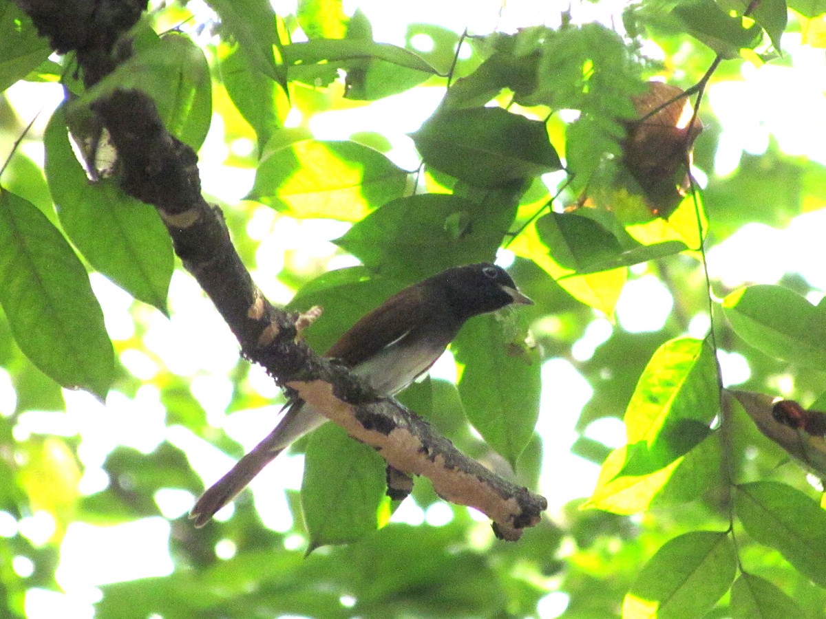 Black Paradise-Flycatcher - ML644738351