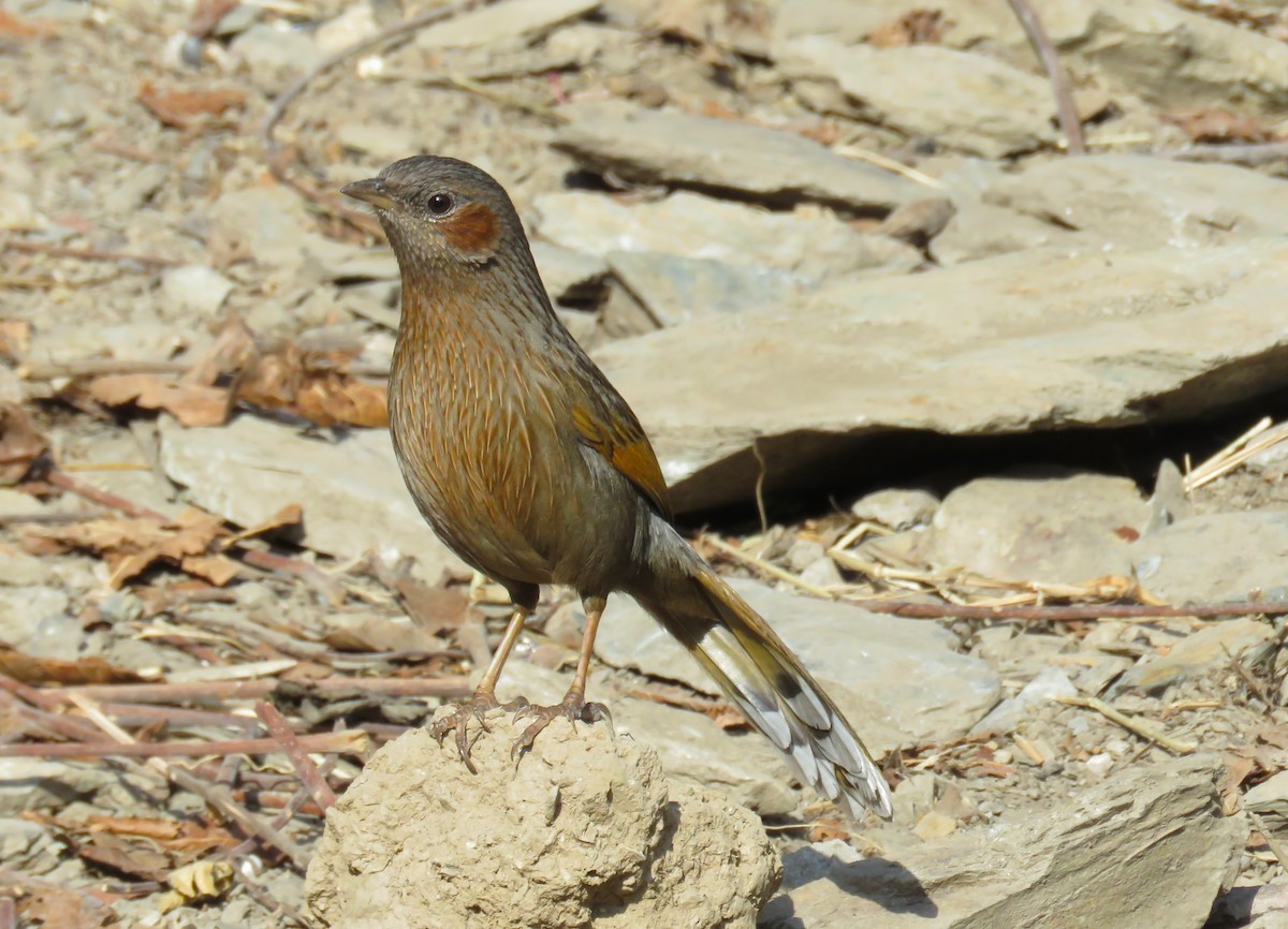 Streaked Laughingthrush - ML644738352