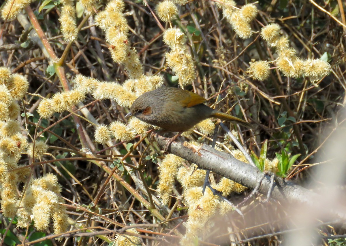 Streaked Laughingthrush - ML644738353