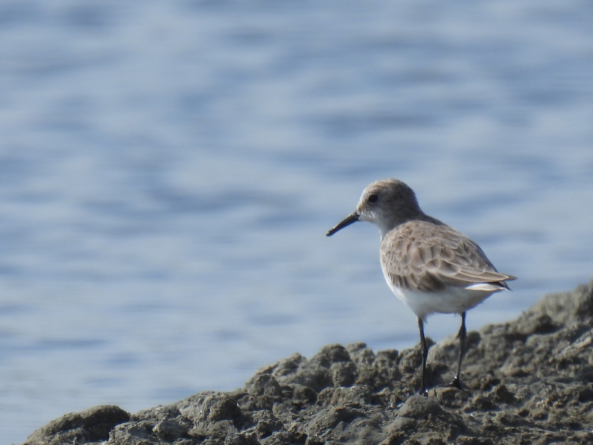 Küçük Kumkuşu - ML644738357