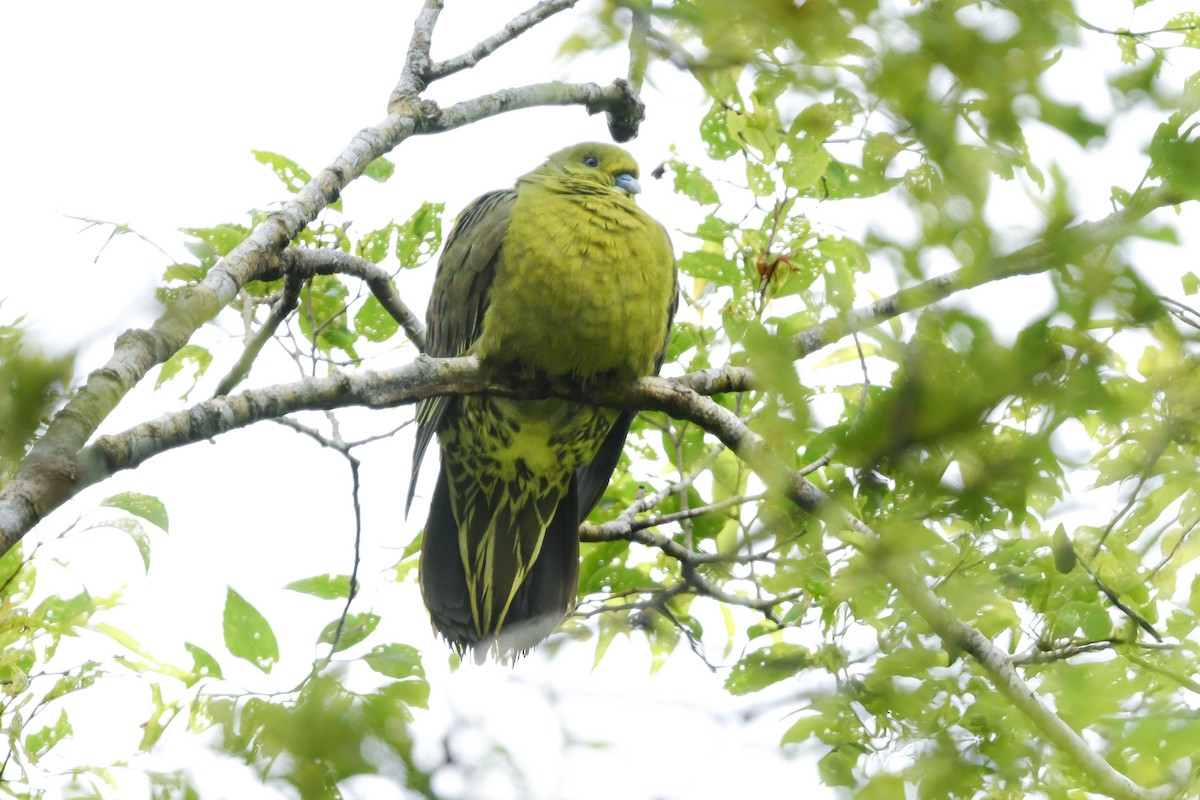Whistling Green-Pigeon - ML644738384
