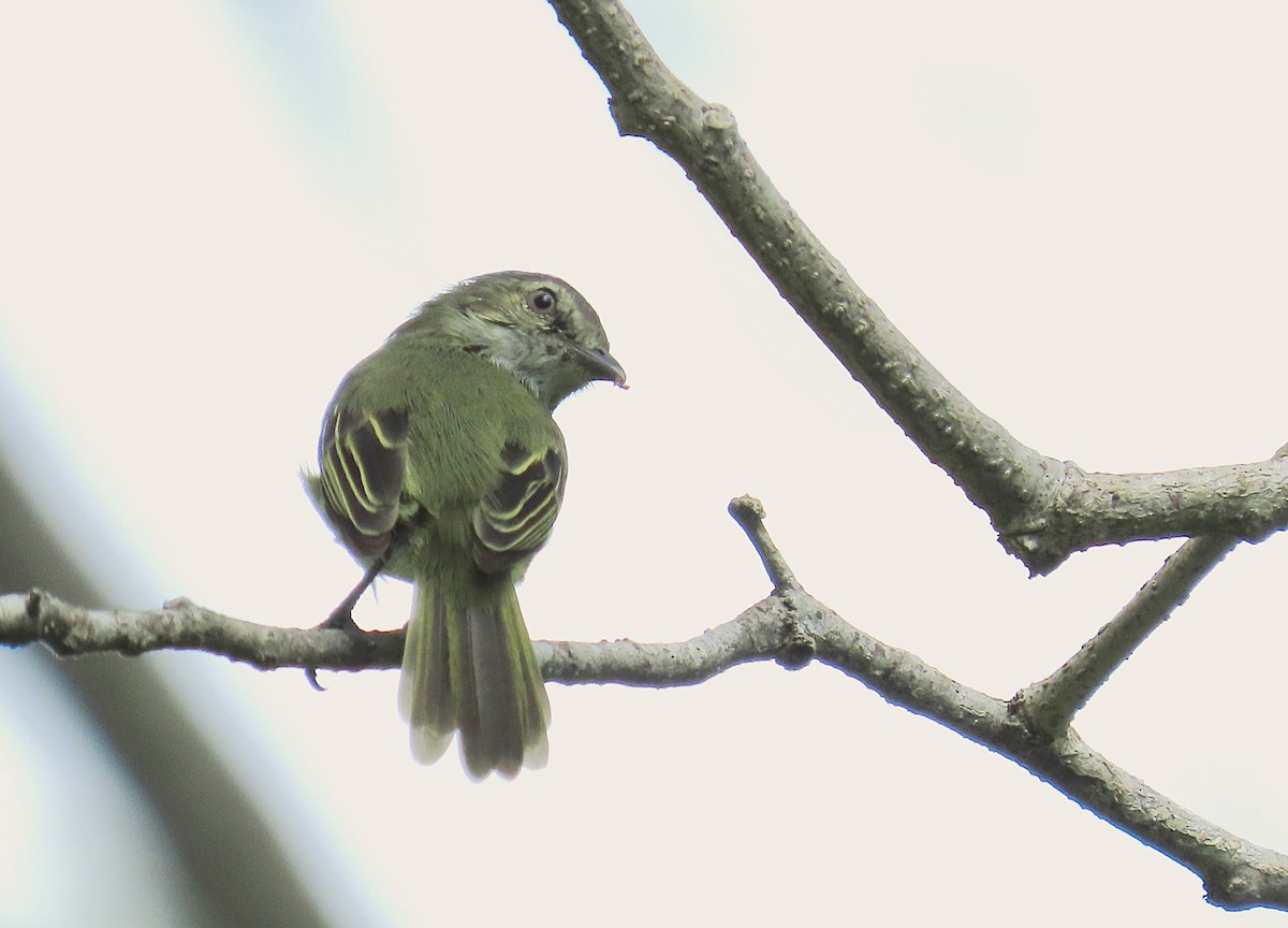 Mistletoe Tyrannulet - ML644738401
