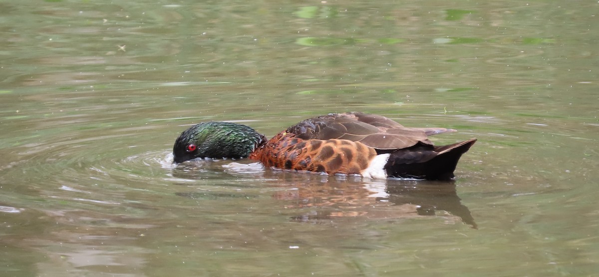 Kızıl Çamurcun - ML644738407