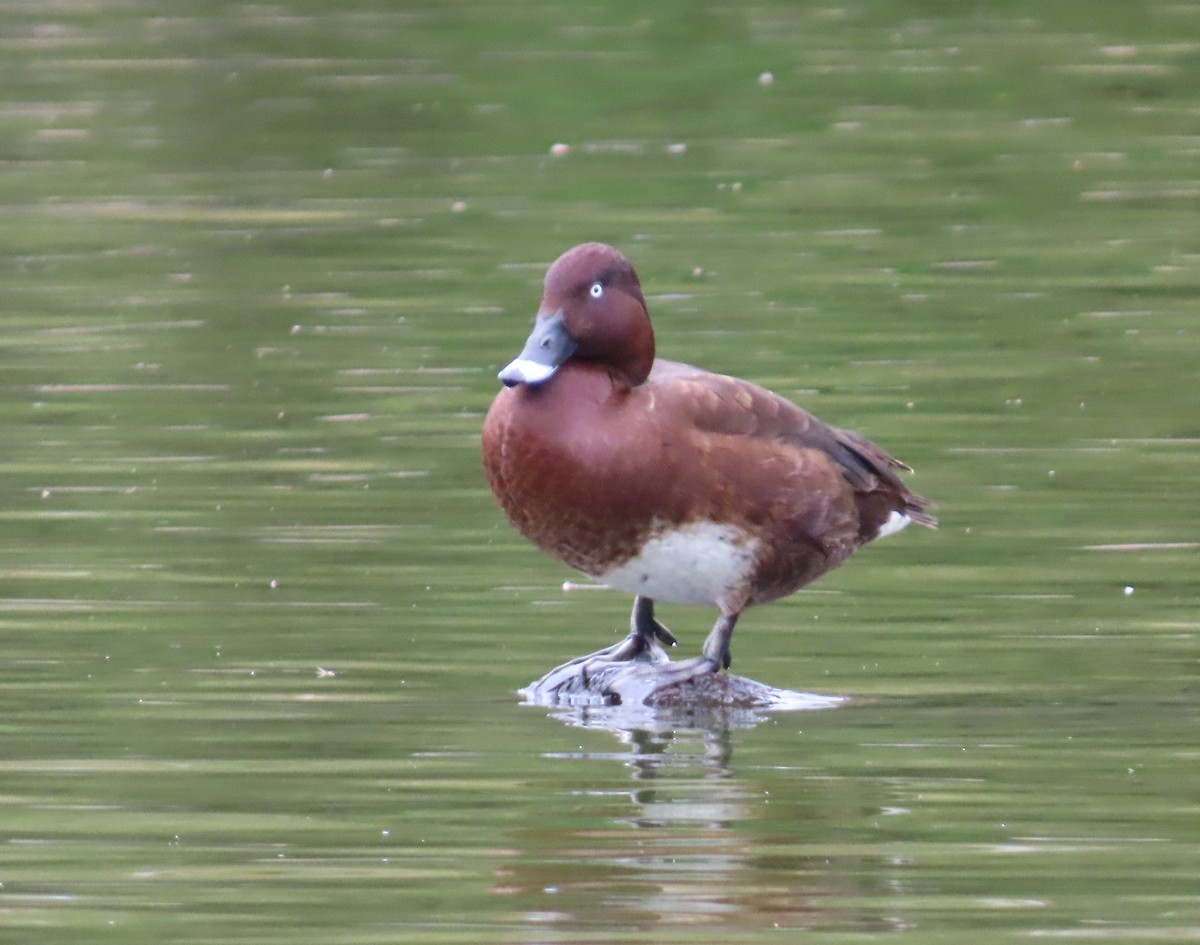 Hardhead - ML644738415