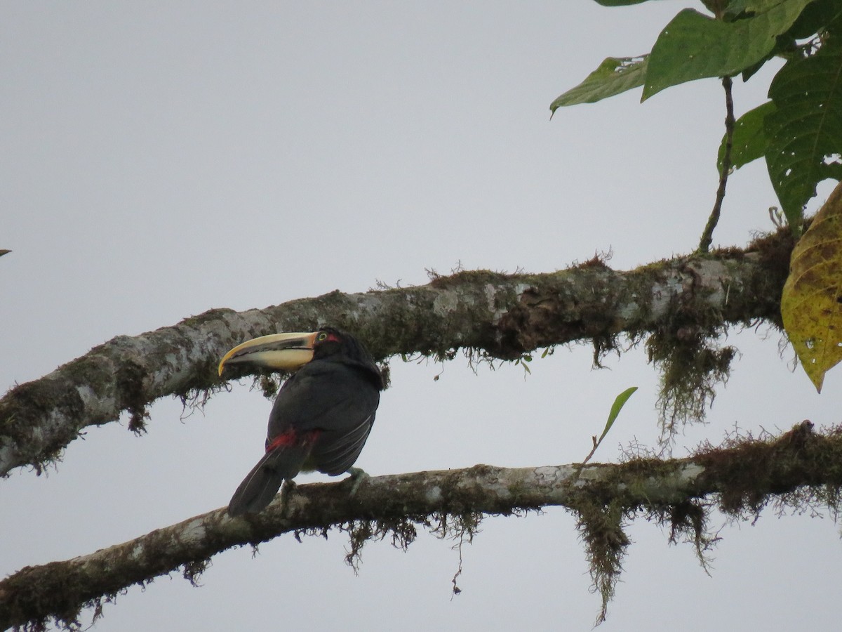 arassari ekvádorský - ML644738434