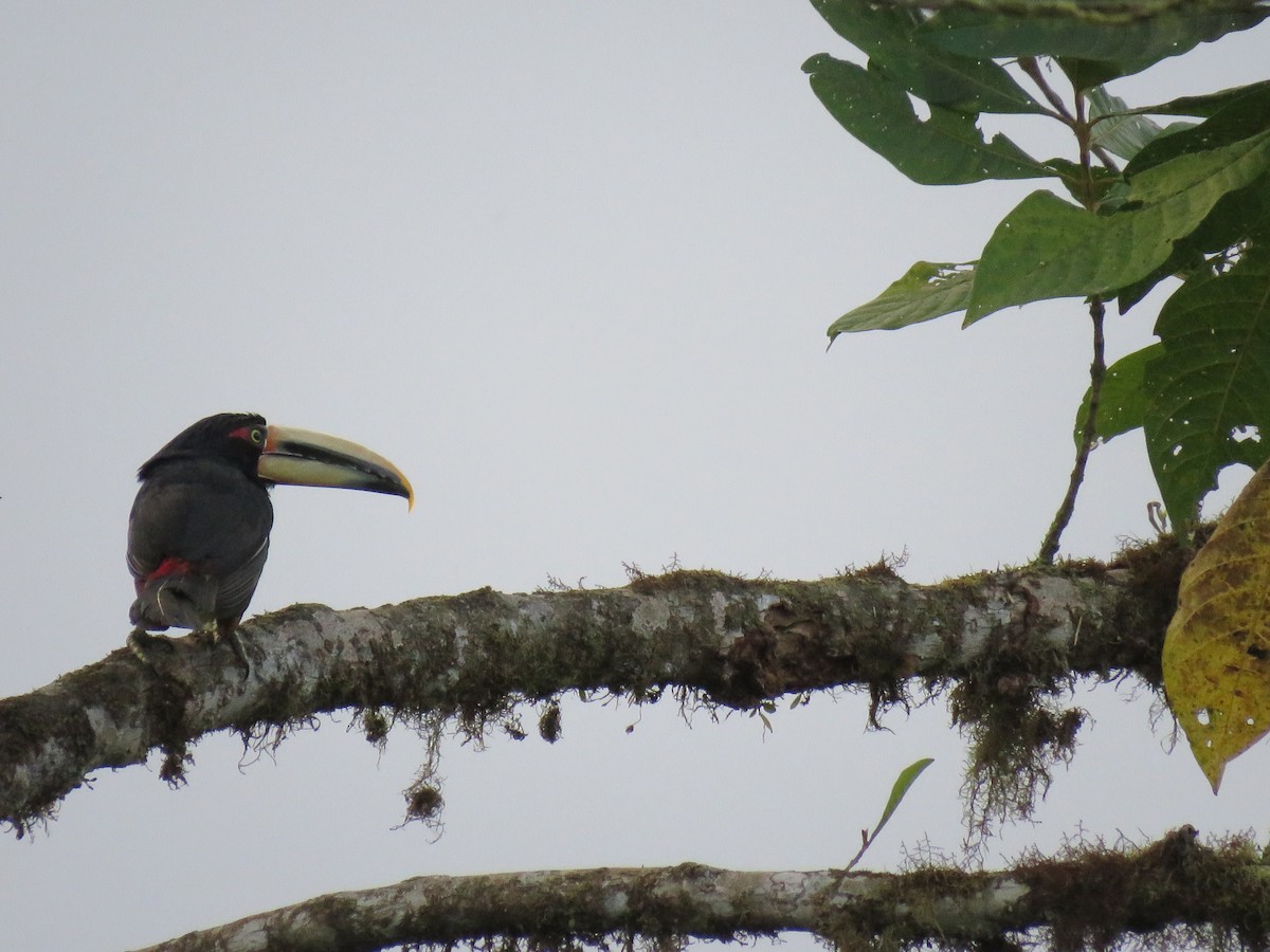 arassari ekvádorský - ML644738435