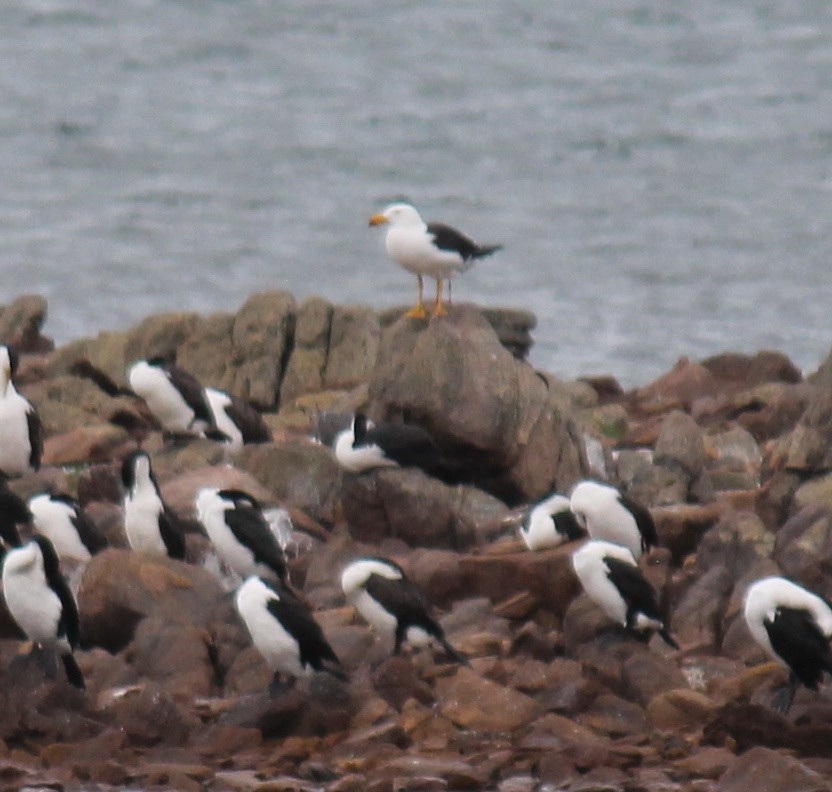 Pied Cormorant - ML644738441