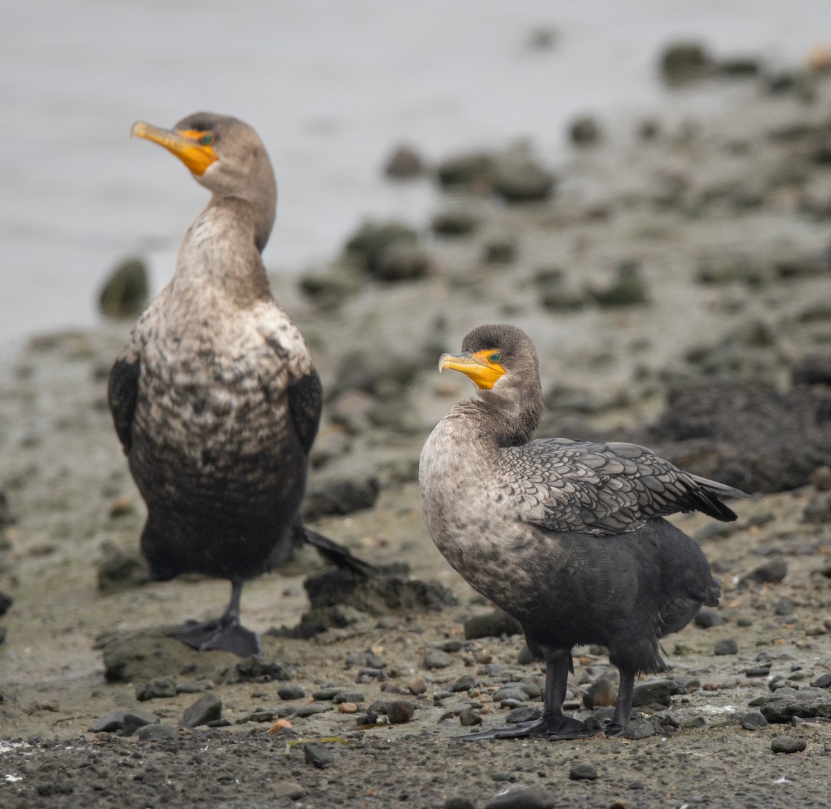Double-crested Cormorant - ML644738447