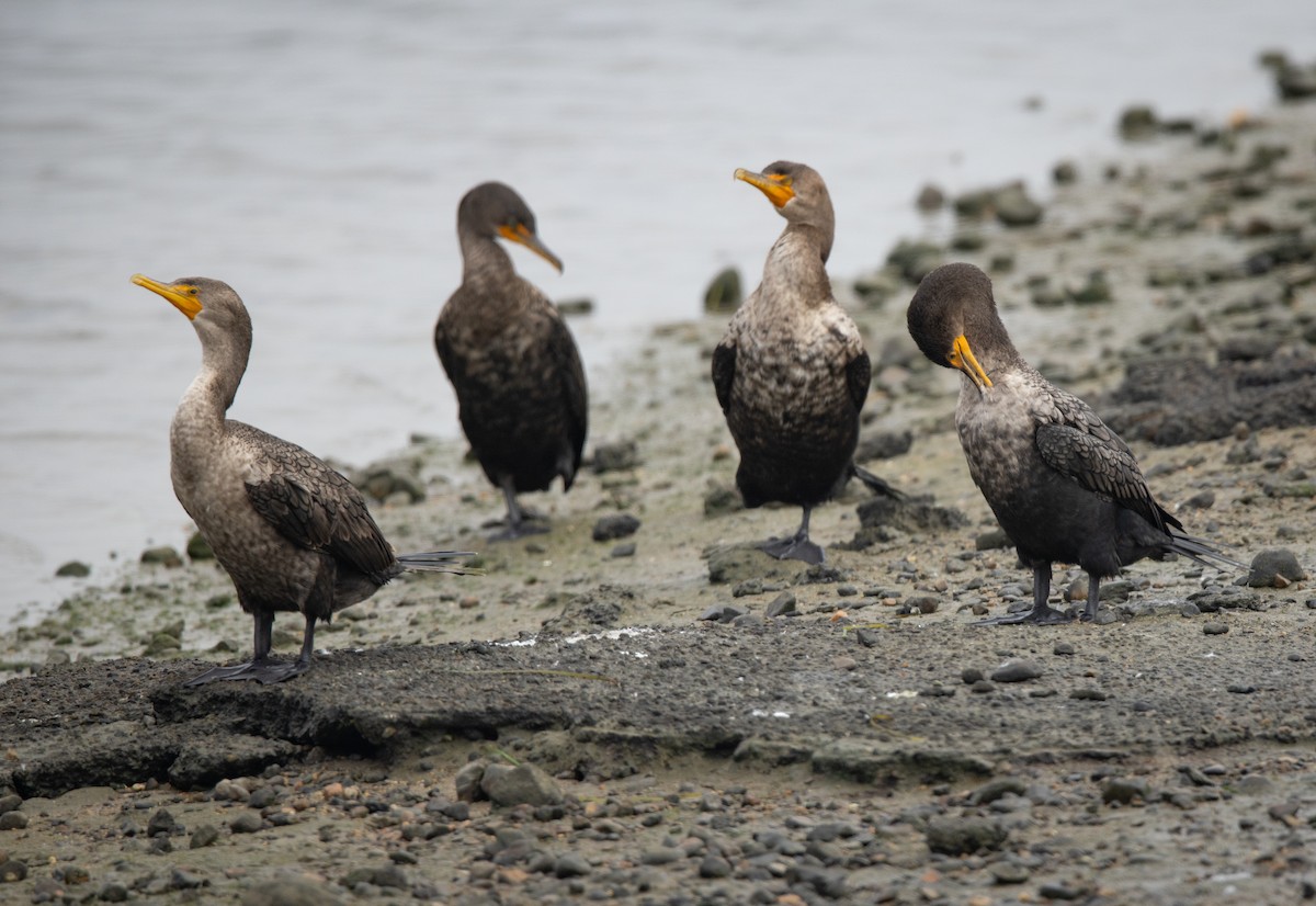 Double-crested Cormorant - ML644738448