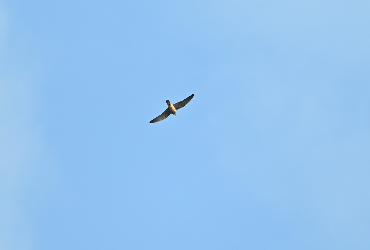 Eurasian Hobby - ML644738465