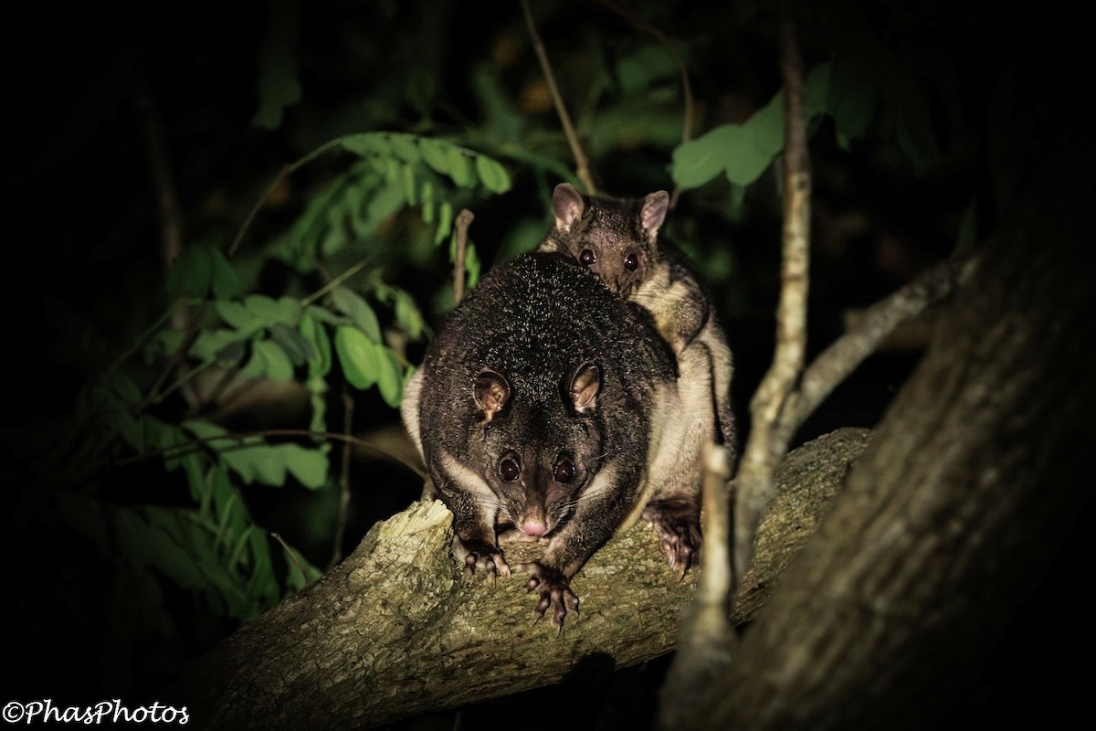 Short-eared Brush-tailed Possum - ML644738477