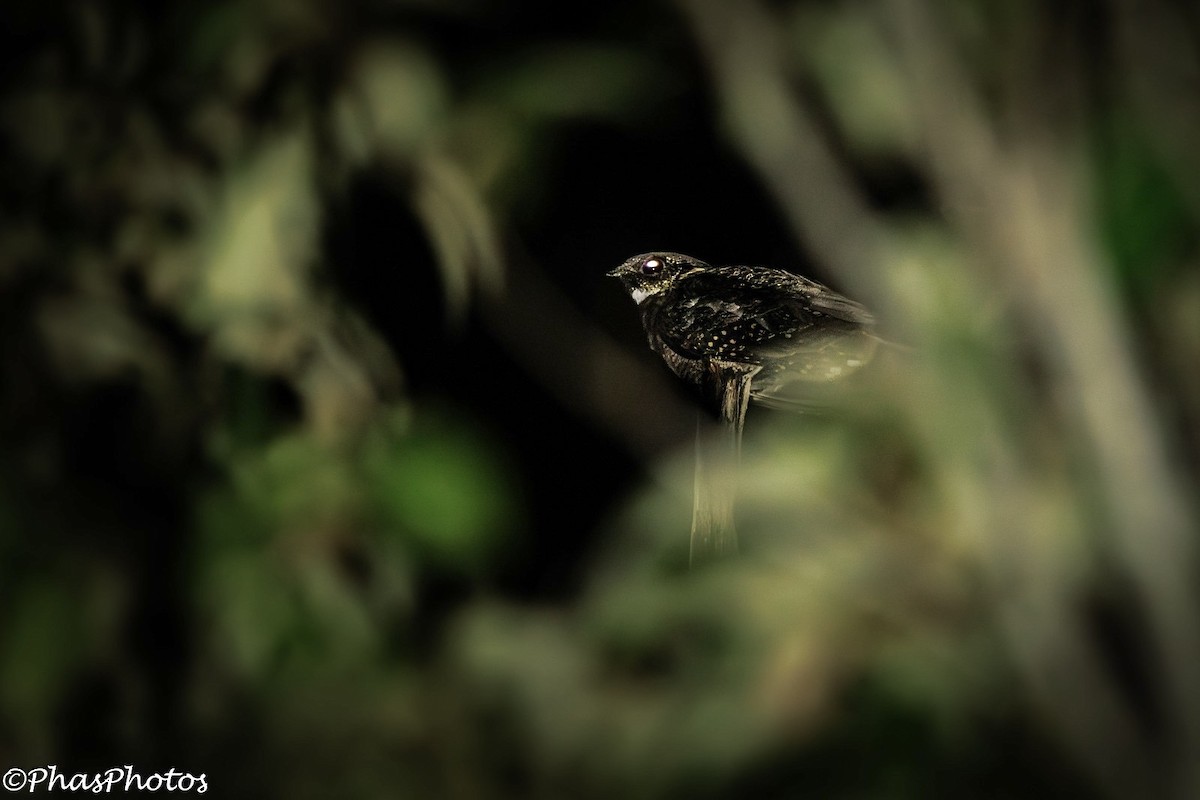 Chotacabras Bigotudo - ML644738480