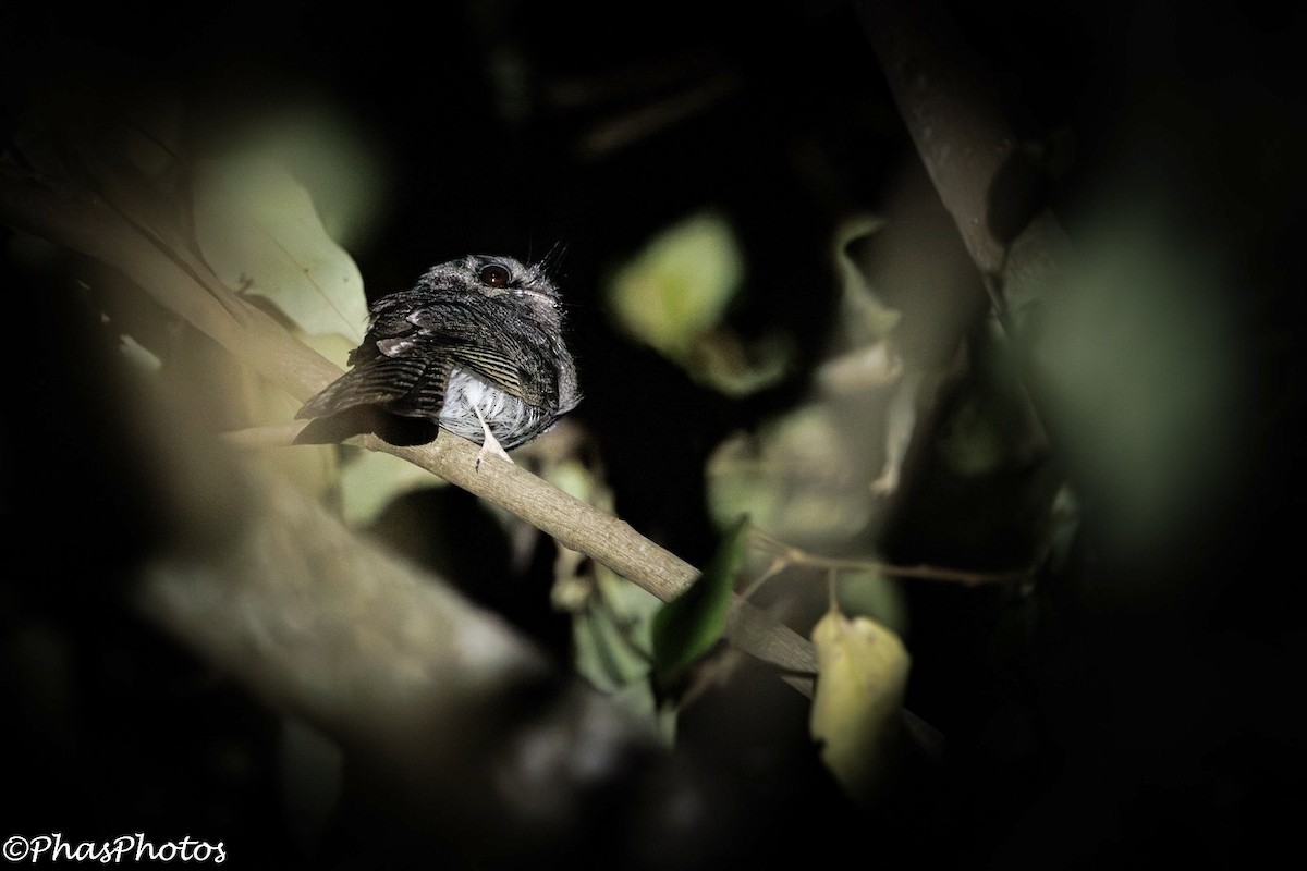 Australian Owlet-nightjar - ML644738483