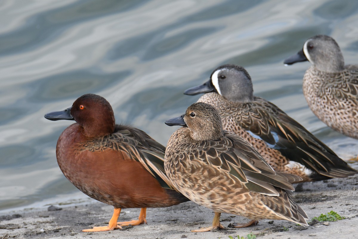 ミカヅキシマアジ - ML644738485