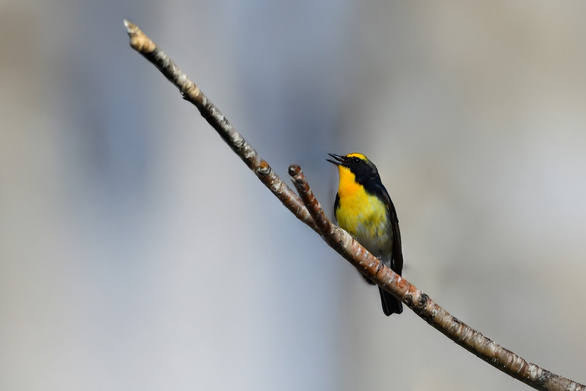 黃眉黃鶲 - ML644738540