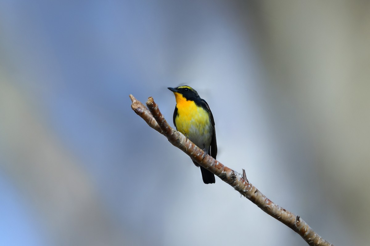 黃眉黃鶲 - ML644738541